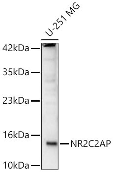 NR2C2AP Rabbit Polyclonal Antibody
