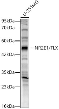NR2E1/TLX Rabbit Polyclonal Antibody