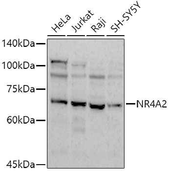 NR4A2 Rabbit Polyclonal Antibody