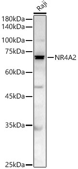 NR4A2 Rabbit Polyclonal Antibody