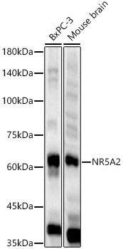 NR5A2 Rabbit Polyclonal Antibody