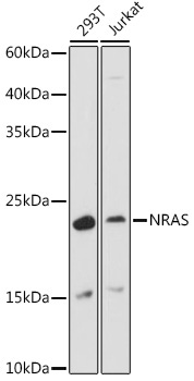 NRAS Rabbit Polyclonal Antibody