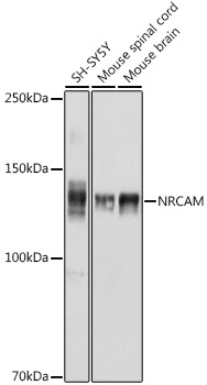 NRCAM Rabbit Polyclonal Antibody