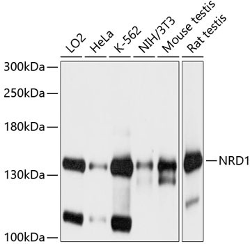 NRD1 Rabbit Polyclonal Antibody
