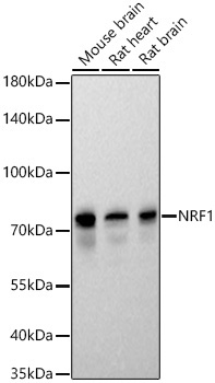 NRF1 Rabbit Monoclonal Antibody - Image 2