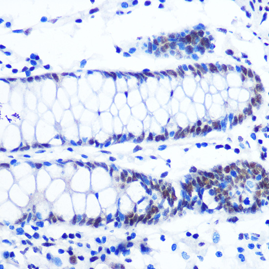 NRF1 Rabbit Monoclonal Antibody - Image 3