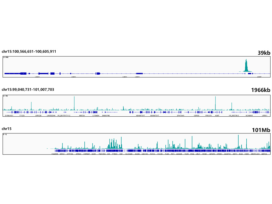 NRF1 Rabbit Monoclonal Antibody - Image 6