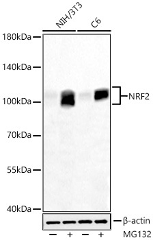 NRF2 Rabbit Monoclonal Antibody