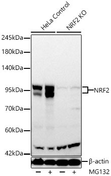 NRF2 Rabbit Monoclonal Antibody - Image 2