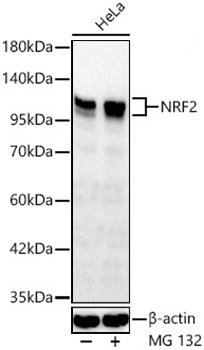 NRF2 Rabbit Polyclonal Antibody