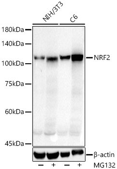 NRF2 Rabbit Polyclonal Antibody