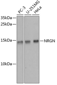 NRGN Rabbit Polyclonal Antibody