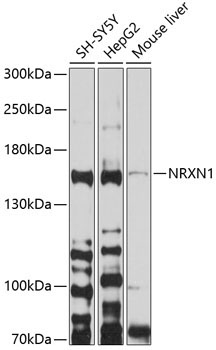 NRXN1 Rabbit Polyclonal Antibody