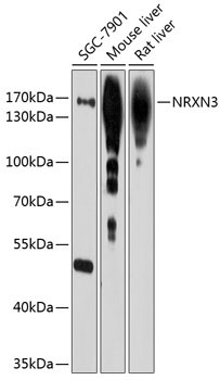 NRXN3 Rabbit Polyclonal Antibody