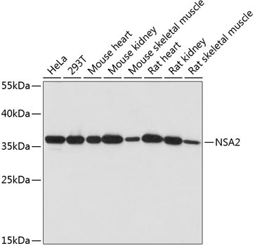 NSA2 Rabbit Polyclonal Antibody