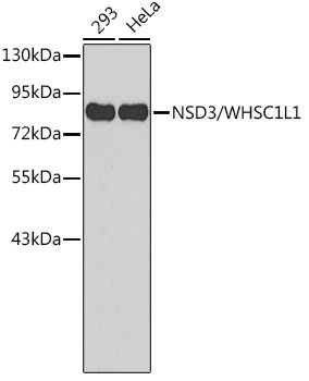 NSD3/WHSC1L1 Rabbit Polyclonal Antibody