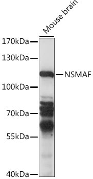 NSMAF Rabbit Polyclonal Antibody