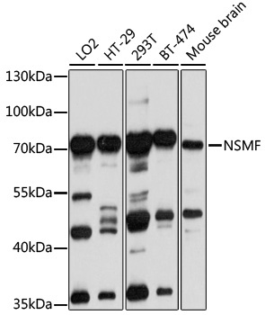 NSMF Rabbit Polyclonal Antibody