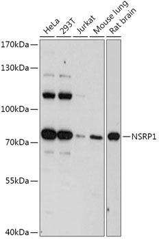 NSRP1 Rabbit Polyclonal Antibody