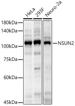 NSUN2 Rabbit Polyclonal Antibody