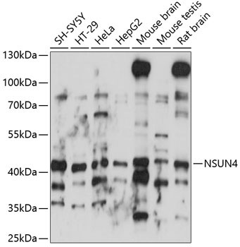 NSUN4 Rabbit Polyclonal Antibody