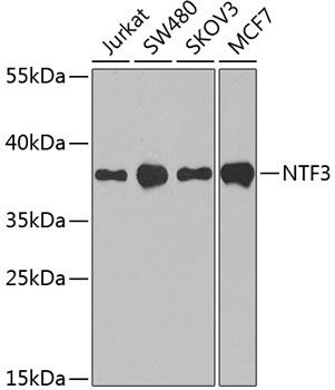 NTF3 Rabbit Polyclonal Antibody