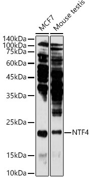 NTF4 Rabbit Polyclonal Antibody