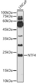 NTF4 Rabbit Polyclonal Antibody