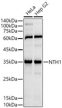 NTH1 Rabbit Monoclonal Antibody