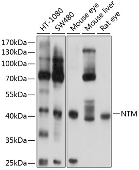 NTM Rabbit Polyclonal Antibody