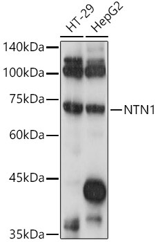 NTN1 Rabbit Polyclonal Antibody
