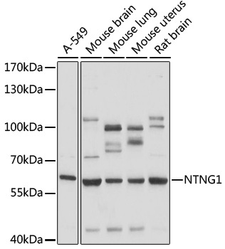 NTNG1 Rabbit Polyclonal Antibody