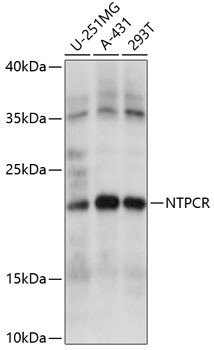 NTPCR Rabbit Polyclonal Antibody