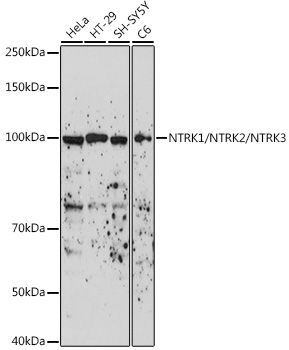 NTRK1/NTRK2/NTRK3 Rabbit Polyclonal Antibody