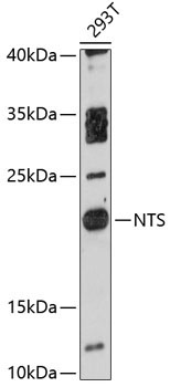 NTS Rabbit Polyclonal Antibody