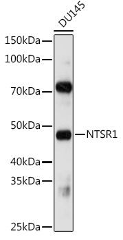 NTSR1 Rabbit Polyclonal Antibody