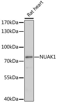 NUAK1 Rabbit Polyclonal Antibody