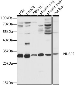 NUBP2 Rabbit Polyclonal Antibody