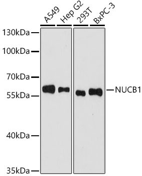 NUCB1 Rabbit Polyclonal Antibody