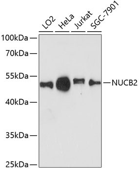 NUCB2 Rabbit Polyclonal Antibody