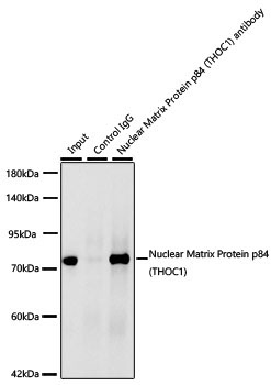Nuclear Matrix Protein p84 (THOC1) Rabbit Monoclonal Antibody - Image 2