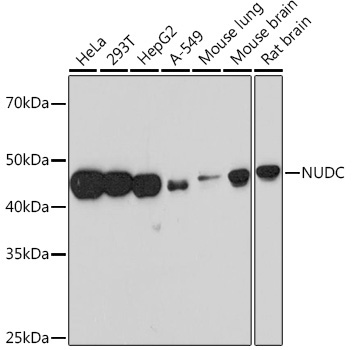 NUDC Rabbit Monoclonal Antibody