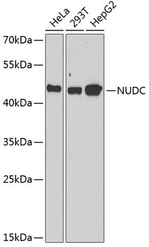 NUDC Rabbit Polyclonal Antibody