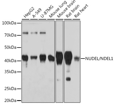 NUDEL/NDEL1 Rabbit Monoclonal Antibody