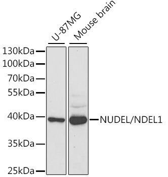 NUDEL/NDEL1 Rabbit Polyclonal Antibody