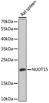 NUDT15 Rabbit Polyclonal Antibody