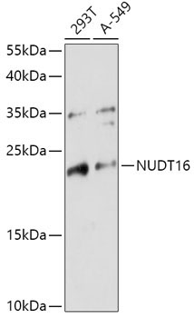 NUDT16 Rabbit Polyclonal Antibody