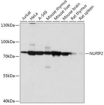 NUFIP2 Rabbit Polyclonal Antibody