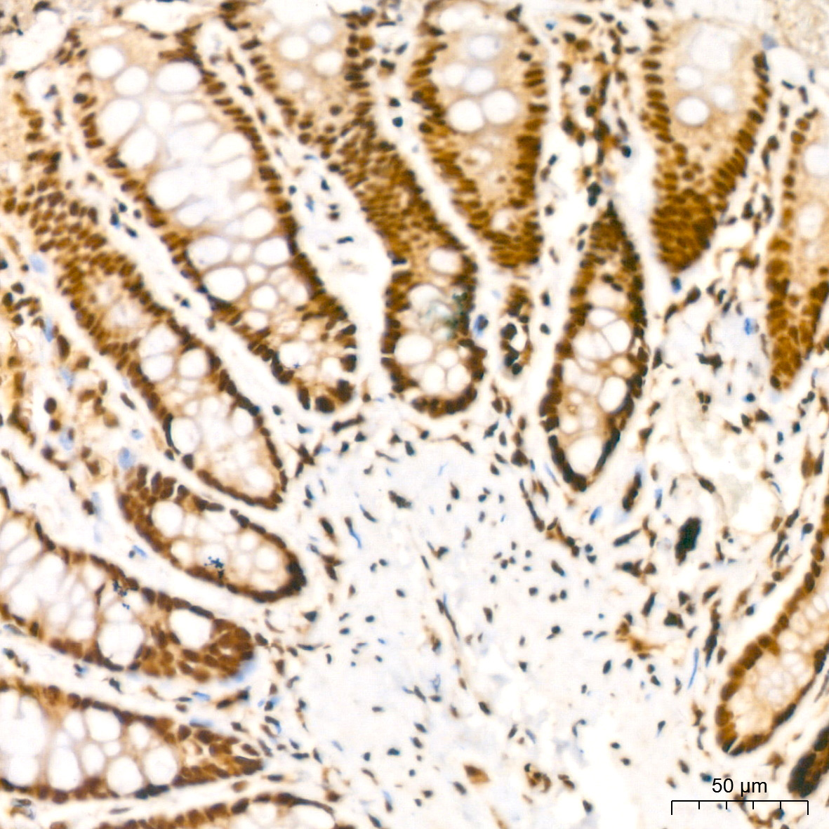 NUMA1 Rabbit Monoclonal Antibody - Image 2