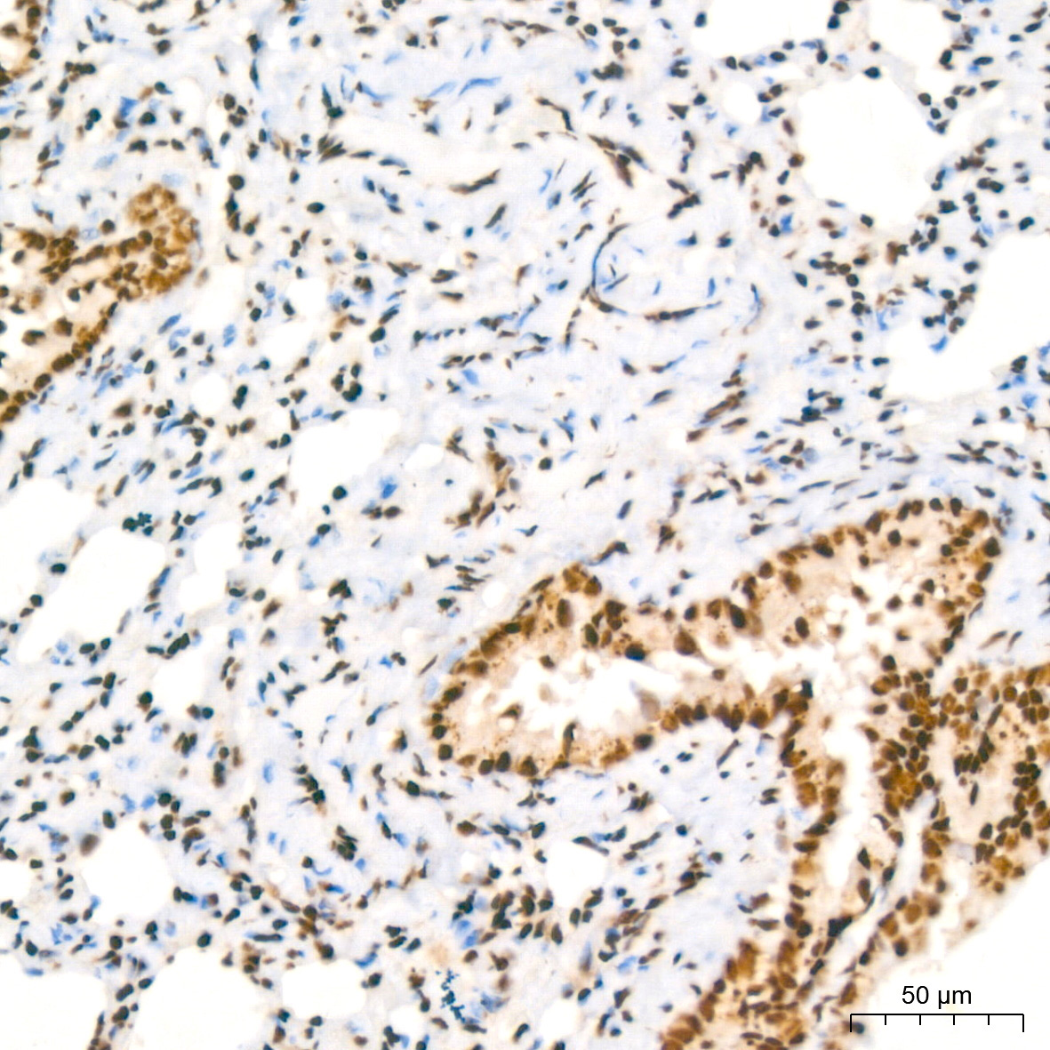NUMA1 Rabbit Monoclonal Antibody - Image 3